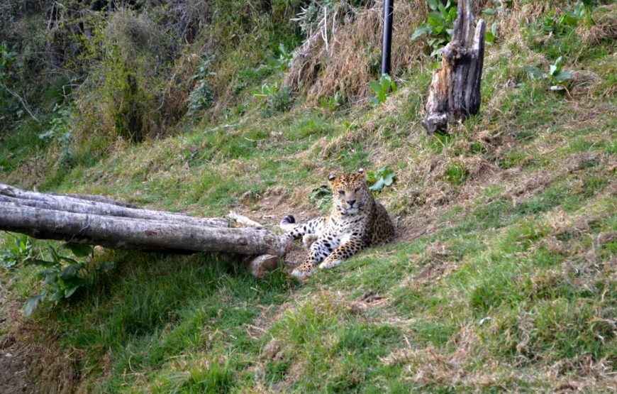 Cheetah Corbett National Park