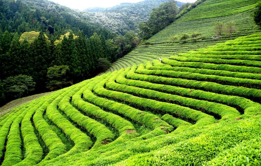 Darjeeling holiday trip package