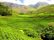 Darjeeling tea estate