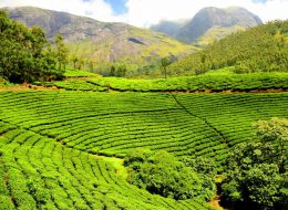 Darjeeling tea estate