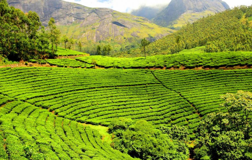 Darjeeling tea estate