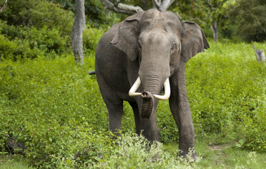 Elephas at Naidu Himalayan Zoological Park Darjeeling