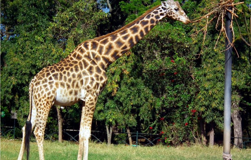 Girraffe at Mysore zoo-min