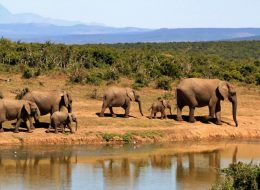 Hwange national park tour packages