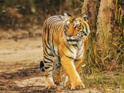 Tiger in Jim Corbett