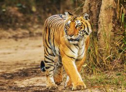 Tiger in Jim Corbett