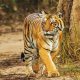 GT Holidays Haridwar Mussoorie travel package with wildlife