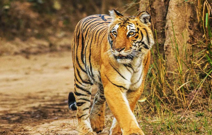 Tiger in Jim Corbett