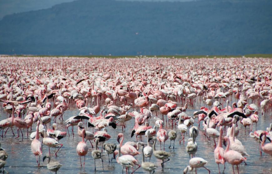 Lake Nakuru park family tour packages