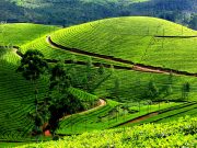 Munnar holiday packages