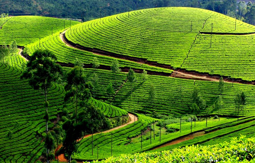 Munnar family tour package