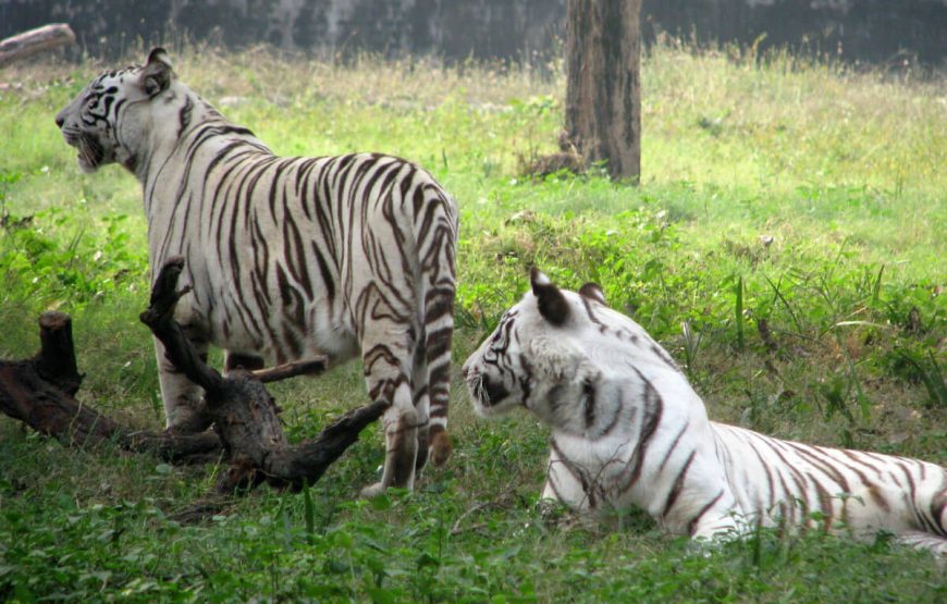 Mysore zoo holiday packages