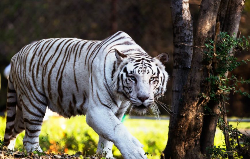 Nehru Zoological Park travel pakages