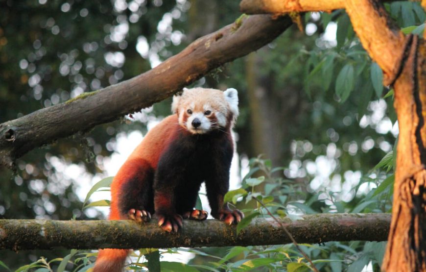 Padmaja Naidu Himalayan Zoological Park India