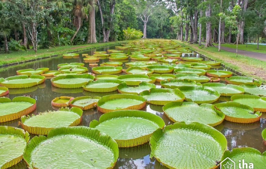 Pamplemousses Botanical Gardens tour packages