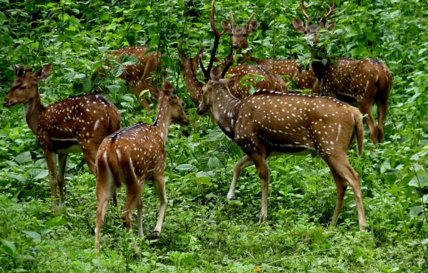 Periyar national park