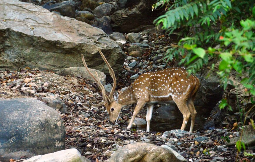 Spotted Deer Corbett National Park