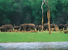 Thekkady summer views featured in GT Holidays Kerala educational trip package