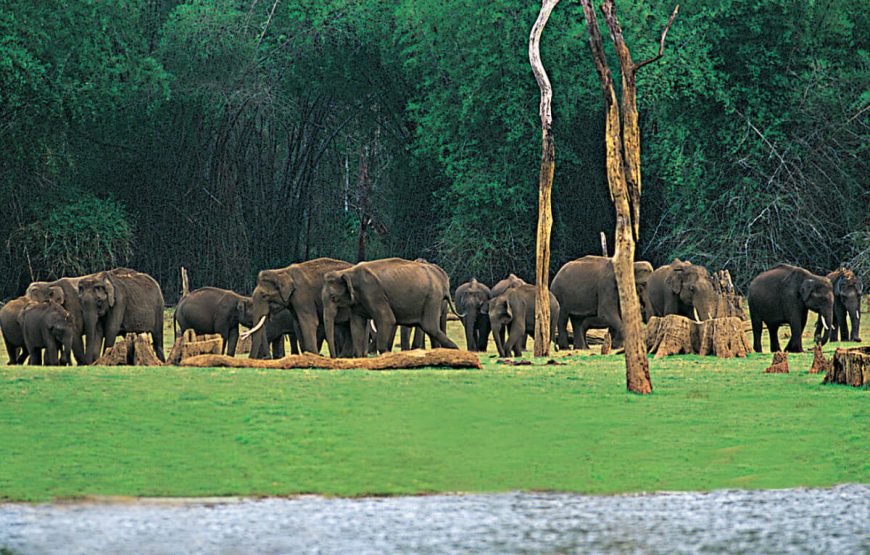 Thekkady summer vacation packages