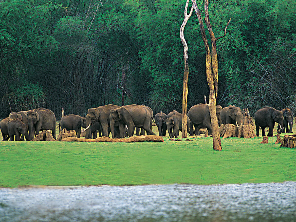 Thekkady summer vacation packages