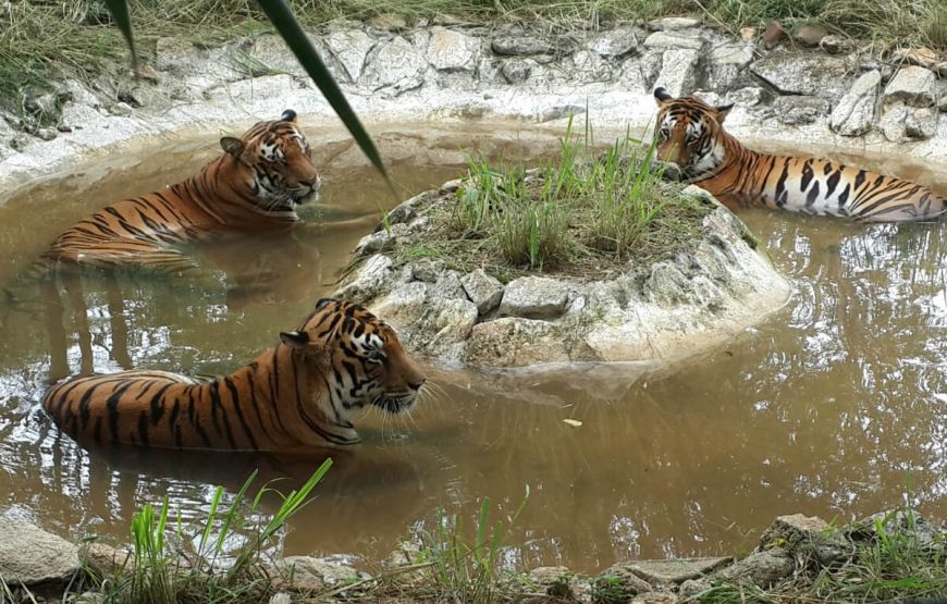 Tiger at Bannerghatta National Park Bangalore