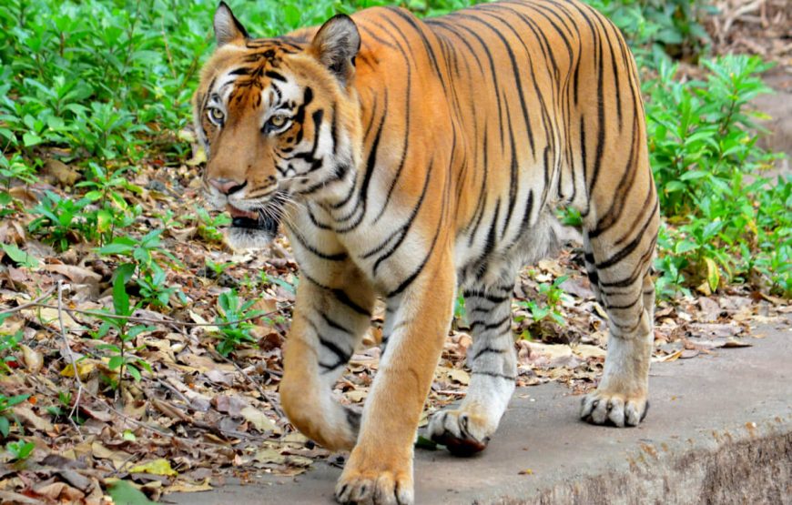 Tiger in Trivandrum Zoo