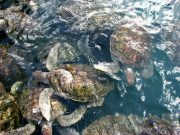Turtle Farm colombo tour package