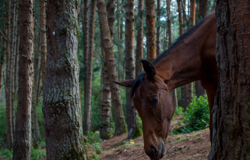 Wild Horse Nilgiri