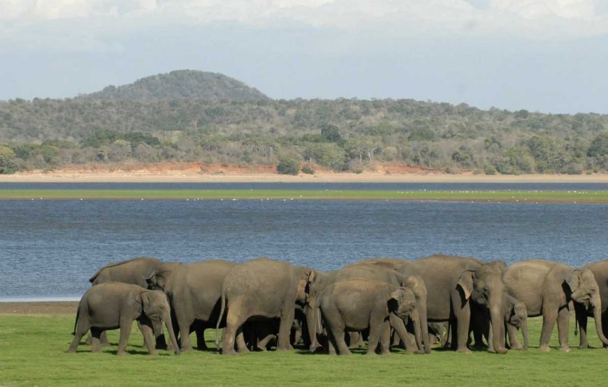 asian-elephant