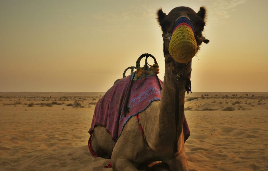 camel Dubai Desert