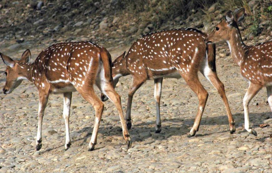 himalayas corbett national park