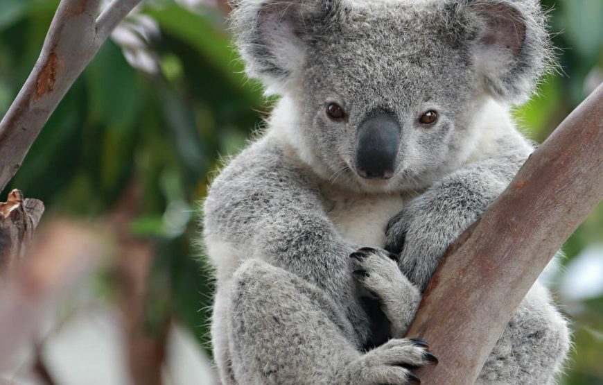koala australia