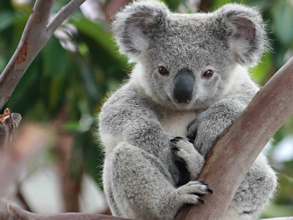 koala australia