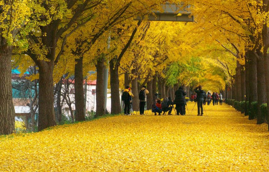 korea Nami Island