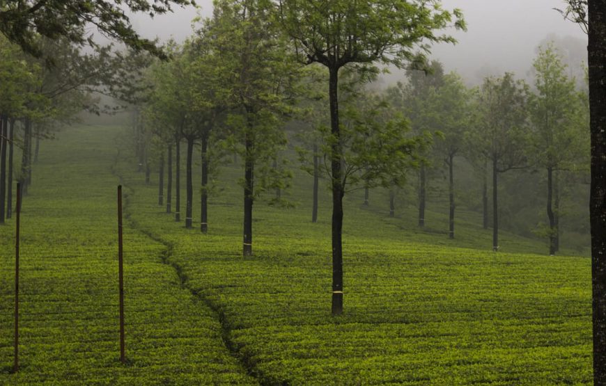 munnar travel package