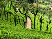 ooty tea estate