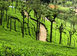 GT Holidays Ooty educational trip package featuring lush tea estates