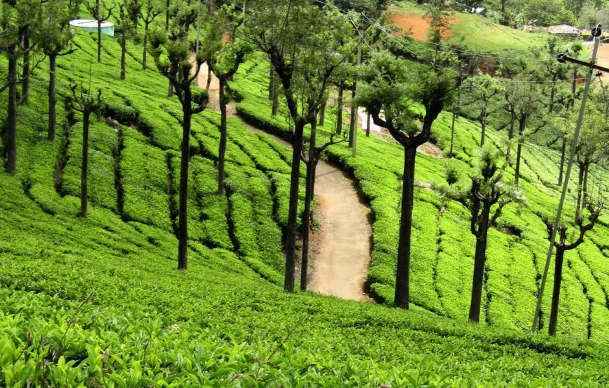 ooty tea estate