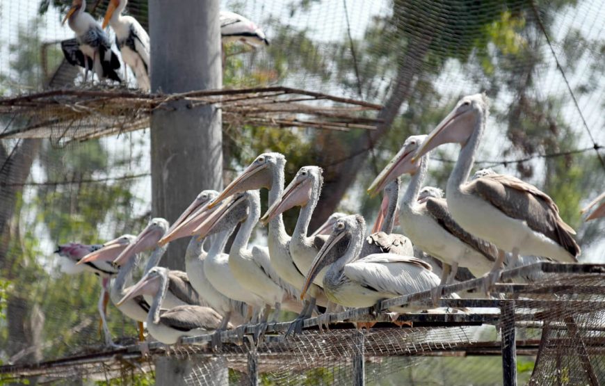 vandalur Zoo chennai