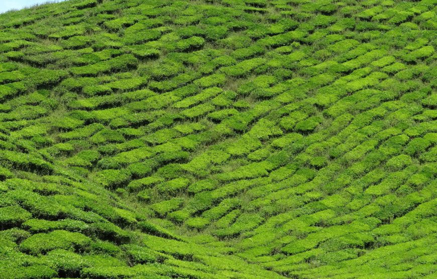 Cameron Highlands in Malaysia