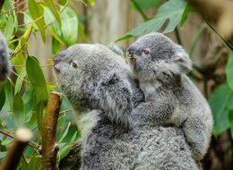 Currumbin Wildlife Sanctuary