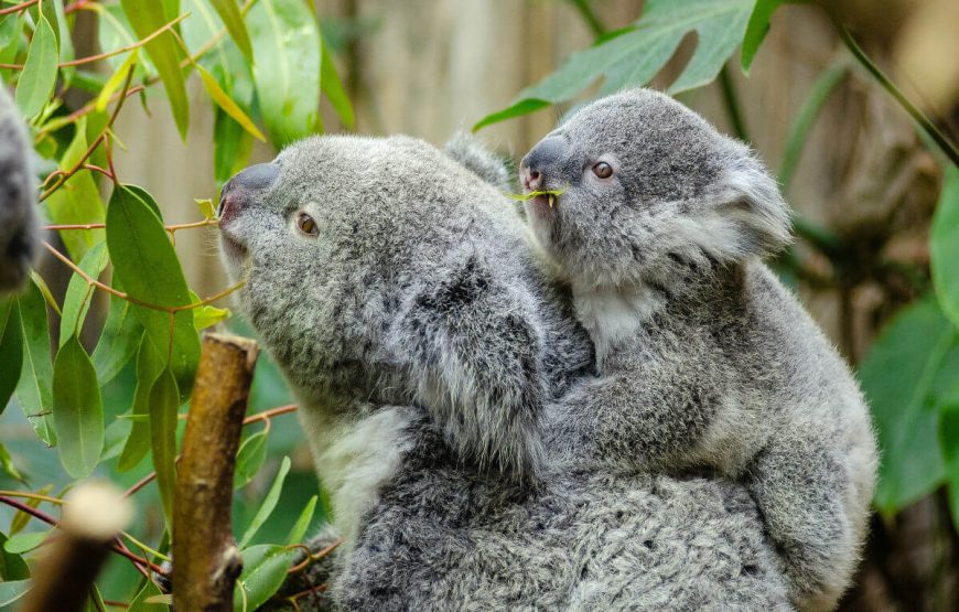 Currumbin Wildlife Sanctuary