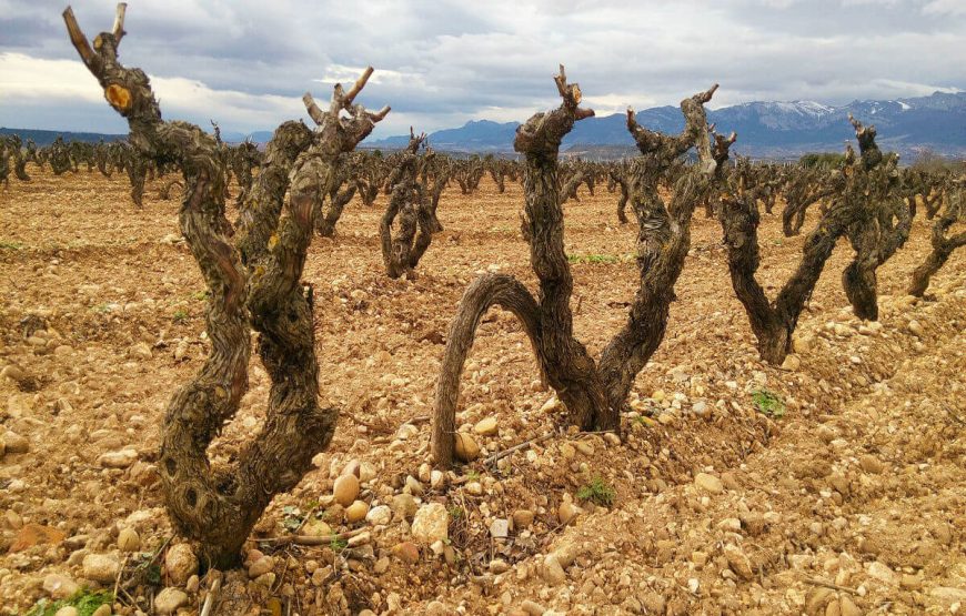 Fuenmayor La Rioja Spain