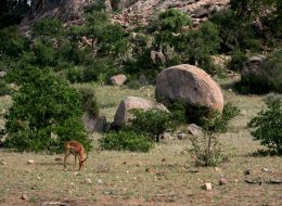 KRUGER NATIONAL PARK in south africa