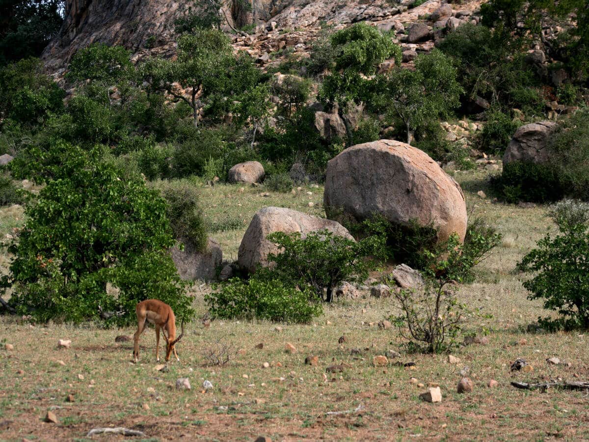 KRUGER NATIONAL PARK in south africa