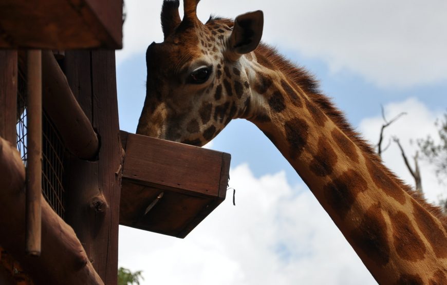 Kenya's safari destination