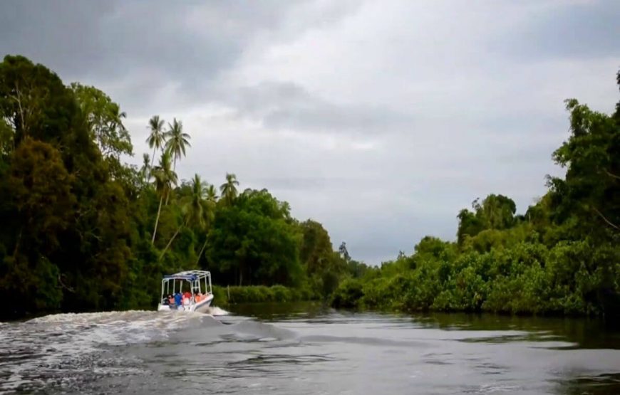 Klias wetland river safari