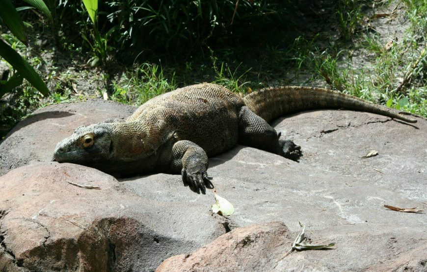 Komodo Dragon