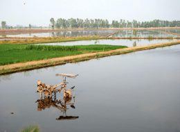 Mekong Delta vietnam