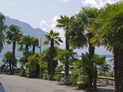 Montreux Lake Geneva